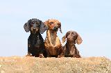 TECKEL POIL RAS (Smooth Dachshund)